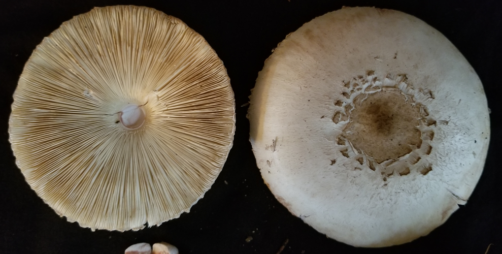 Macrolepiota procera Figure 3